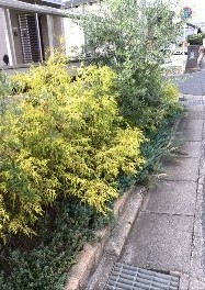 DSCF1695