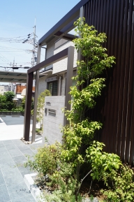 ¦鸫